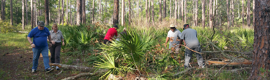 students working in pine forest